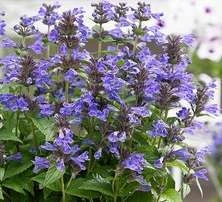 Kocimiętka kubańska Neptune Nepeta kubanica 9