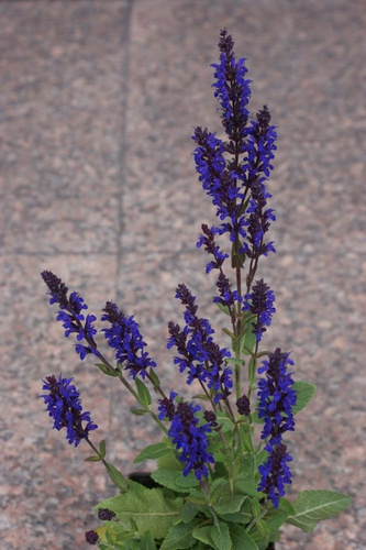 Szałwia omszona Night Field Salvia nemorosa