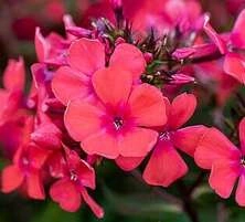 Floks, Płomyk Spitfire Phlox Paniculata 1l