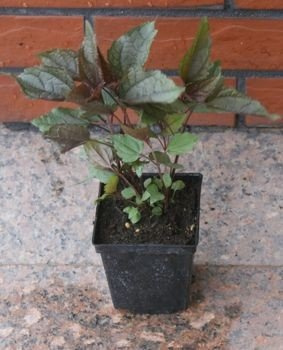 Sadziec purpurowy Chocolate  Eupatorium purpureum 9