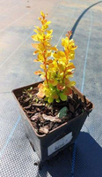 Berberys Thunberga Golden Tower Berberis Thunbergii 1l