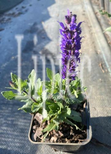 Szałwia omszona Midnight Purple Salvia nemorosa 