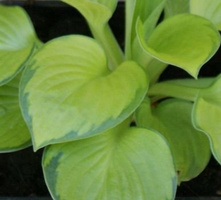 Funkia Rainforest Sunrise Hosta  2l