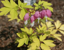 Serduszka okazała Gold Heart Dicentra Spectabilis 9-1l