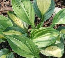 Funkia Gypsy Rose Hosta 1l