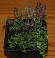 Macierzanka wczesna Ruby Glow Thymus Praecox 9