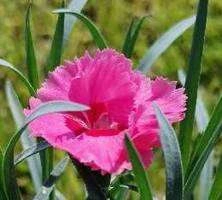 Goździk pierzasty Angel of Hope Dianthus plumarius 9