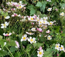 Zawilec pajęczynowaty Robustissima Anemone tomentosa