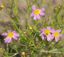 Nachyłek różowy American Dream Coreopsis rosea 9