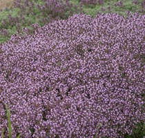 Macierzanka  Omszona Thymus Lanuginosus 9