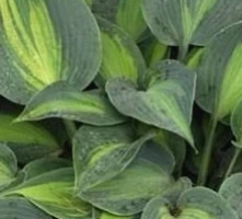 Funkia Touch of Class Hosta 2l