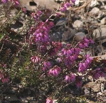 Wrzosiec wiosenny Winter Sonne Erica carnea 9
