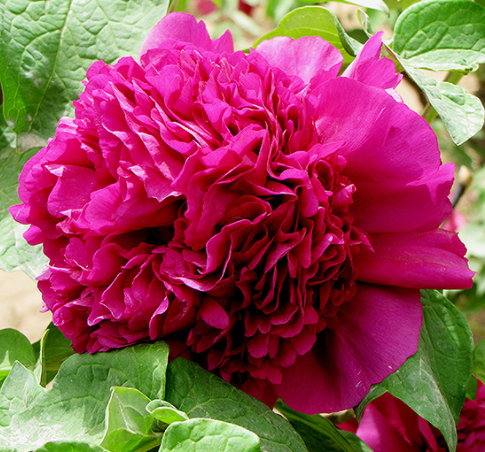 Piwonia drzewiasta Ping Shi Yan Paeonia suffruticosa 2l