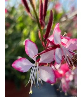 Gaura Rosy Jane Gaura lindheimeri 1l