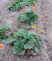 Kuklik Borisii Strain Geum Coccineum