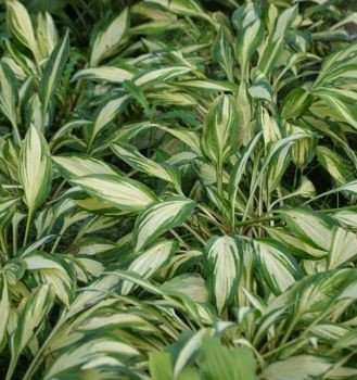 Funkia Cherry Berry Hosta 1l