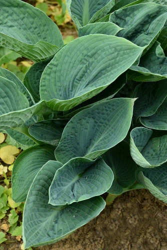 Funkia Big Daddy Hosta
