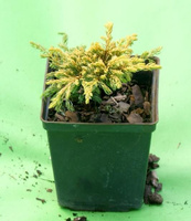 Jałowiec Pospolity Goldschatz Juniperus Communis 1l