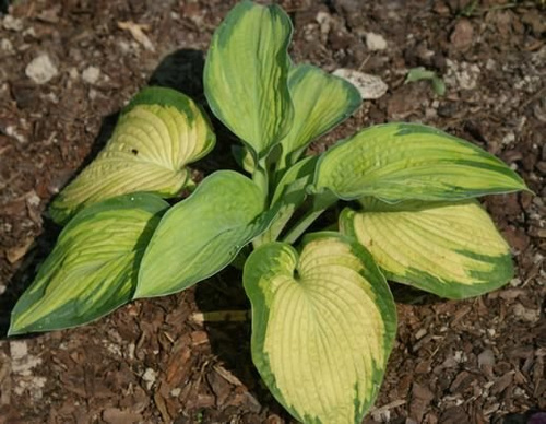 Funkia Color Glory Hosta  2l