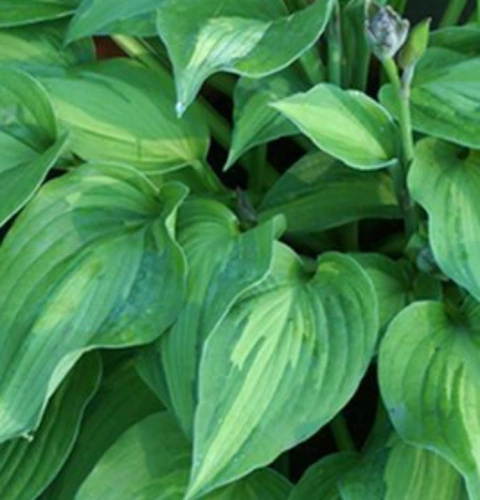 Funkia Elizabeth Campbell Hosta 1l