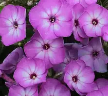 Floks, Płomyk Flame Purple Eye Phlox Paniculata 