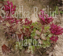 Rozchodnik kaukaski Voodoo Sedum spurium 1l