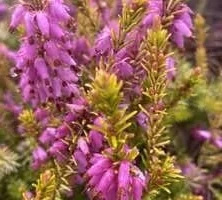 Wrzosiec wiosenny Whisky Erica carnea 9
