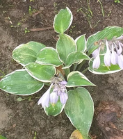 Funkia El Nino Hosta  1l