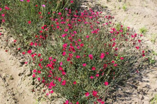 Goździk kropkowany C. czerwony Dianthus deltoides 9