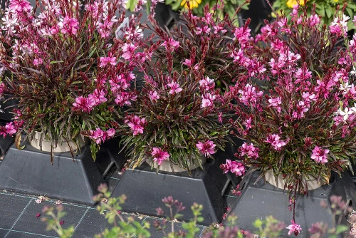 Gaura Graceful Pink Gaura lindheimeri 