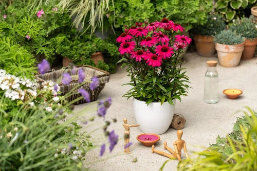 Jeżówka Sensation Wild Romance Echinacea 