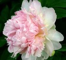 Piwonia Chińska Raspberry Sundae Peonia (Paeonia) Lactifolia 2-3l