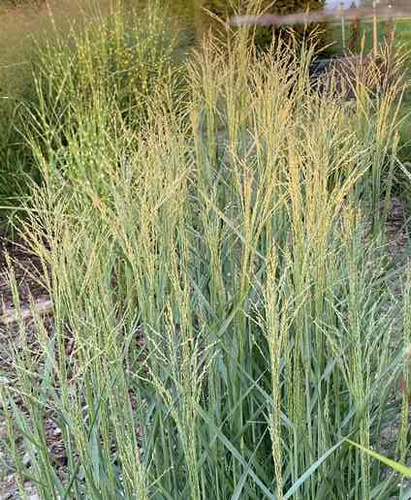 Proso Rózgowe Prairie Sky Panicum Virgatum 9