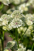 Jarzmianka Astra White Astrantia hybrida 0,5l - 1l