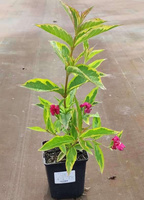 Krzewuszka Cudowna Brigella Weigela florida 1l