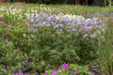 Bodziszek łąkowy Mrs Kendall Clark Geranium pratense