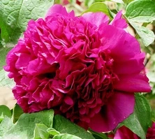 Piwonia drzewiasta Ping Shi Yan Paeonia suffruticosa 2l