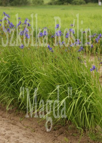 Irys Syberyjski Iris Sibirica 1l