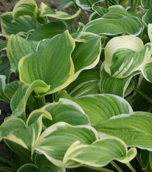 Funkia Fragrant Dream Hosta 1l