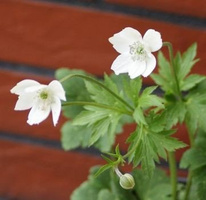 Zawilec Leveillei Anemone Leveillei