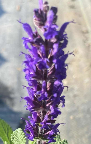 Szałwia omszona Midnight Purple Salvia nemorosa 