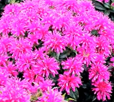 Pysznogłówka Sugar Buzz Grape Gumball Monarda 9