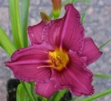Liliowiec Summer Wine Hemerocallis 1l