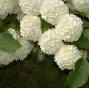 Kalina japońska Popcorn Viburnum plicatum 1ll