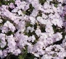 Floks douglasa Admiral Pink Phlox Douglasii 9