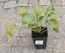 Funkia Elegans Hosta 1-2l