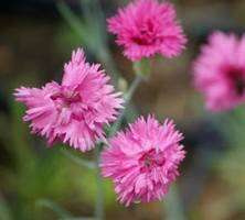 Goździk pierzasty Fruhlingswonne Dianthus plumarius 9