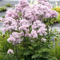 Rutewka Orlikolistna Nimbus Pink Thalictrum Aqulegiifolium 