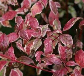 Dereń Biały Sibirica Variegata Cornus alba 1l