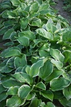 Funkia Christmas Tree Hosta 1l  